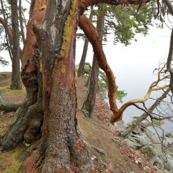 Arbutus tree at Panther Point 