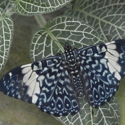 Hamadryas amphinome butterfly at the La Selva Jungle Lodge  Amazon Ecuador