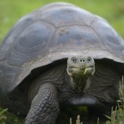 Galapagos giant tortoise