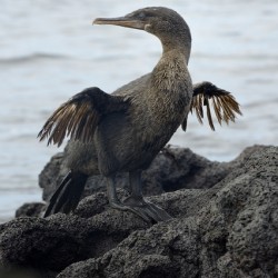 Flightless Cormorant or Galapagos Cormorant Phalacrocorax harrisi Urbina Bay Isabela Island Galapagos Islands Ecuador
