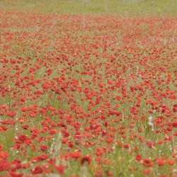 Red poppies - Roussillon