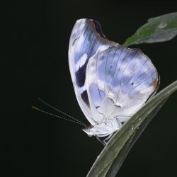 Butterfly at the La Selva Jungle Lodge butterfly farm