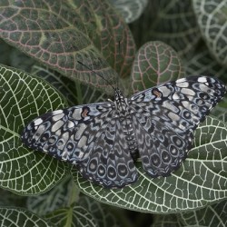 Feronia Cracker  Butterfly Hamadryas feronia Amazon Ecuador