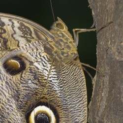 Owl butterfly Caligo idomeneus in the Amazon rainforest Amazon Ecuador