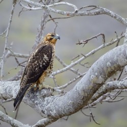 Galapagos Hawk Buteo galapagoensis Santiago Island Galapagos Islands Ecuador
