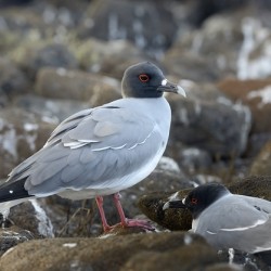 Swallow tailed Gulls Creagrus furcatus North Seymour Island Galapagos Islands Ecuador
