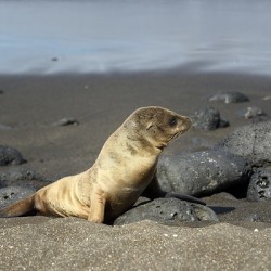Gal?pagos sea lion Zalophus wollebaeki pup Puerto Egas Santiago Island Galapagos Islands Ecuador