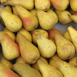 Pears at the Thursday Market - Boulevard Saint Germain - Paris