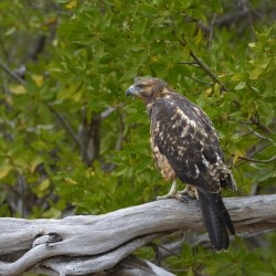 Galapagos Hawk Buteo galapagoensis Espumilla Beach Santiago Island Galapagos Islands Ecuador
