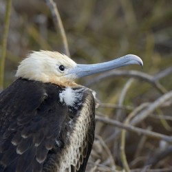 Magnificent Frigatebird Fregata magnificens immature with white head and blue beak North Seymour Island Galapagos Islands Ecuador
