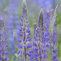 Farm in the Cowichan Valley Vancouver Island British Columbia Canada.
