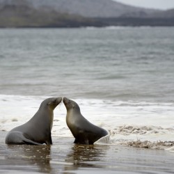 Galapagos sea lions Zalophus wollebaeki playing in the waves on Playa Espumilla. Santiago Island. Galapagos Islands. Ecuador