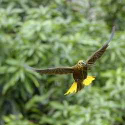 Russet backed oropendola Psarocolius angustifrons
