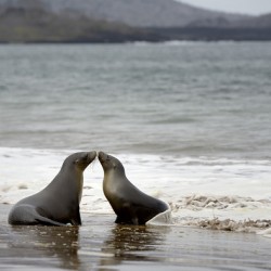 Galapagos sea lions