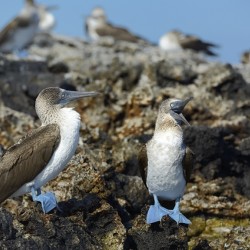 Blue footed Booby Sula nebouxii Punta Moreno Isabela Island Galapagos Islands Ecuador