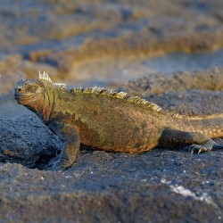 Marine Iguana Amblyrhynchus cristatus at sunset with beautiful coloring Punta Espinosa Fernandina Island Galapagos Islands Ecuador
