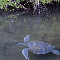 Galapagos green turtle Chelonia mydas agassisi Elizabeth Bay Isabela Island Galapagos Islands Ecuador
