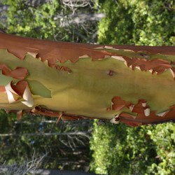 Madrona tree trunk with peeling bark