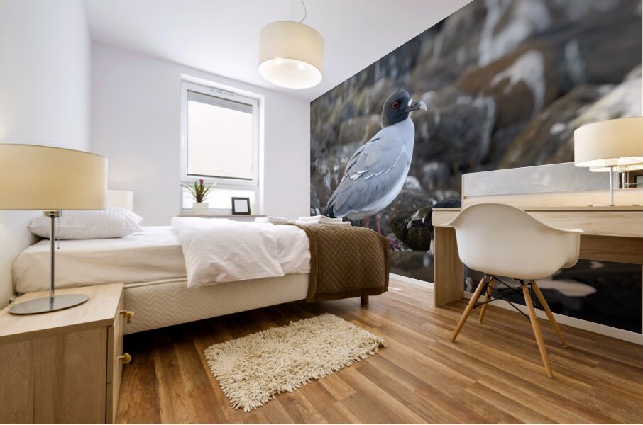Swallow tailed Gulls Creagrus furcatus North Seymour Island Galapagos Islands Ecuador
 Mural print