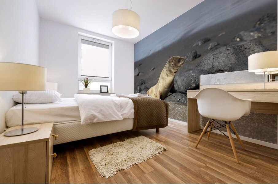 Gal?pagos sea lion Zalophus wollebaeki pup Puerto Egas Santiago Island Galapagos Islands Ecuador Mural print