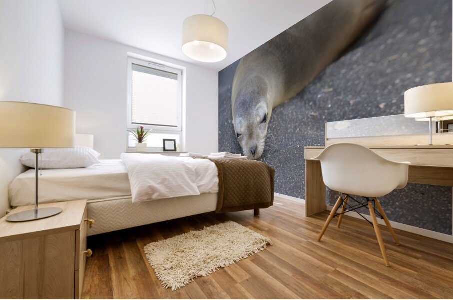 Galapagos sea lion Zalophus wollebaeki Puerto Egas Santiago Island Galapagos Islands Ecuador Mural print