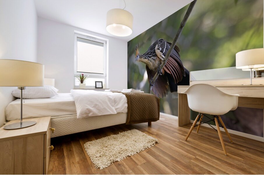 Hoatzin Opisthocomus hoazin on a branch La Selva Jungle Eco Lodge Amazon Basin Ecuador
 Mural print