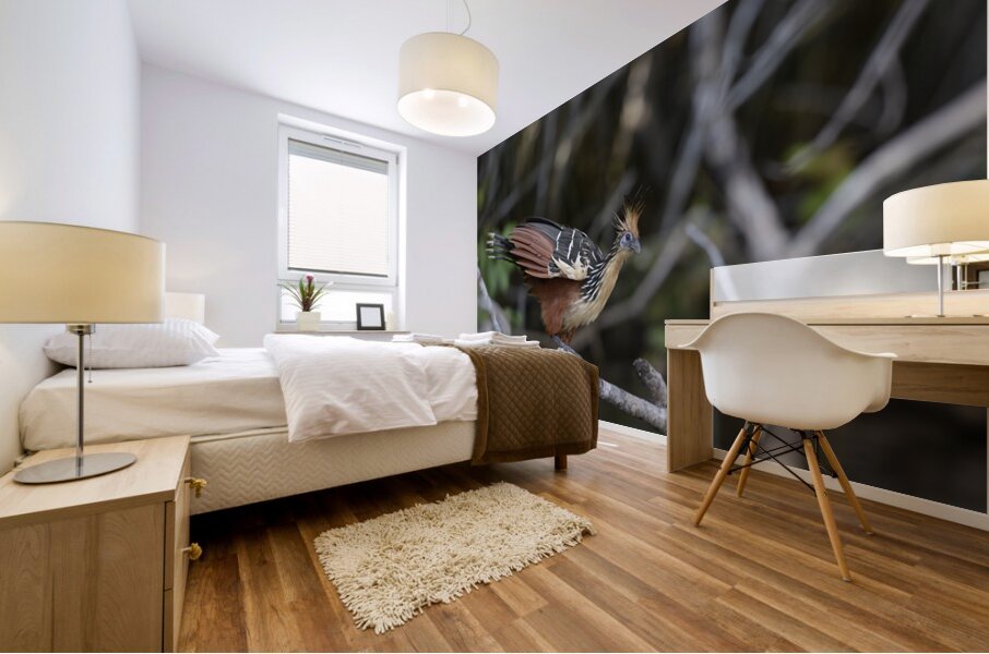 Hoatzin Opisthocomus hoazin on a branch over Lake Garzacocha La Selva Jungle Eco Lodge Amazon Basin Ecuador
 Mural print