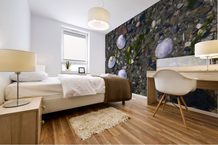 Sea shells - Spencer Spit  Mural print