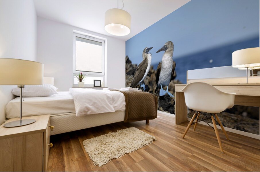 Blue-footed Booby Sula nebouxii on rocks Punta Moreno Isabela Island Galapagos Islands Ecuador Mural print