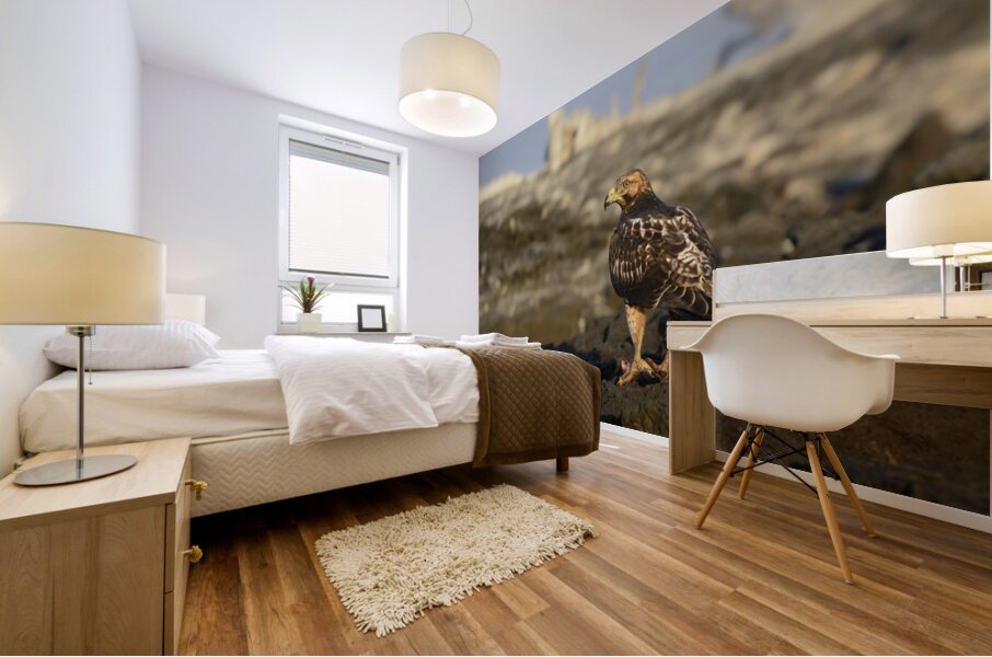 Galapagos Hawk Buteo galapagoensis perched on lava Mural print