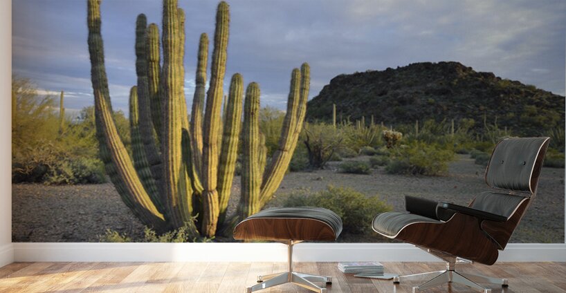 Organ Pipe Cactus Wall Murals