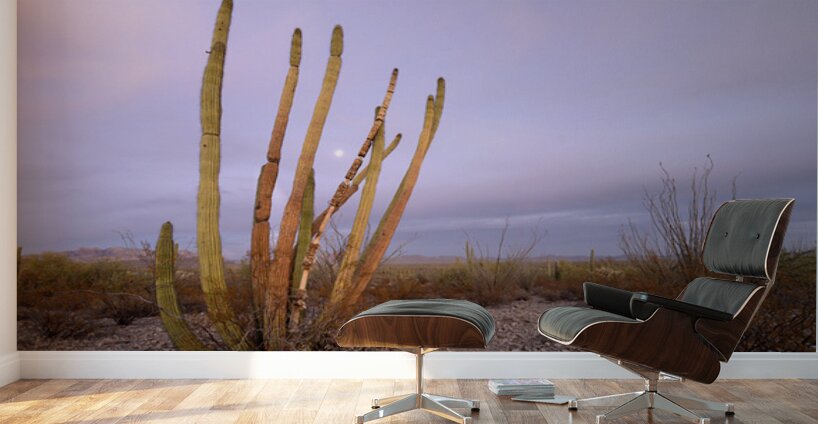 Organ Pipe Cactus Wall Murals