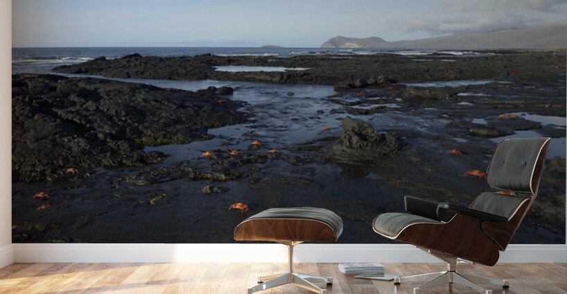 Sally Lightfoot crabs Wall Murals