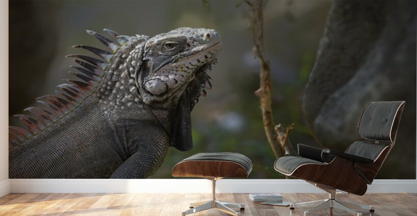 Green Iguana Wall Murals