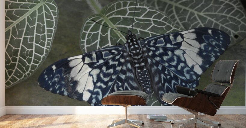 Hamadryas amphinome butterfly Wall Murals
