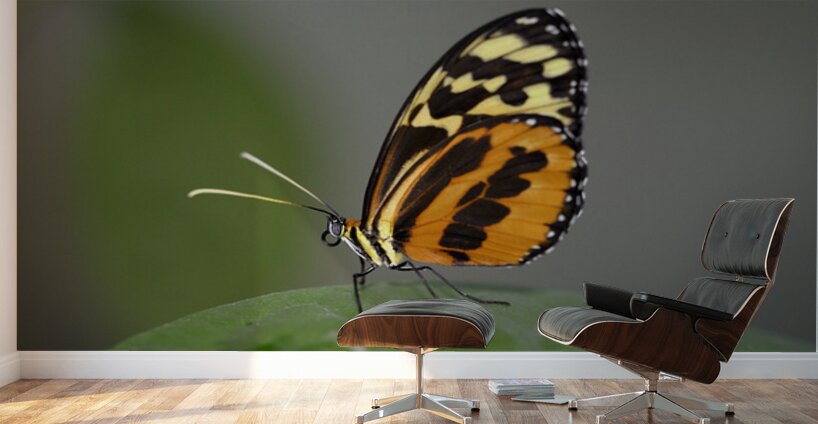 Heliconius Butterfly Wall Murals