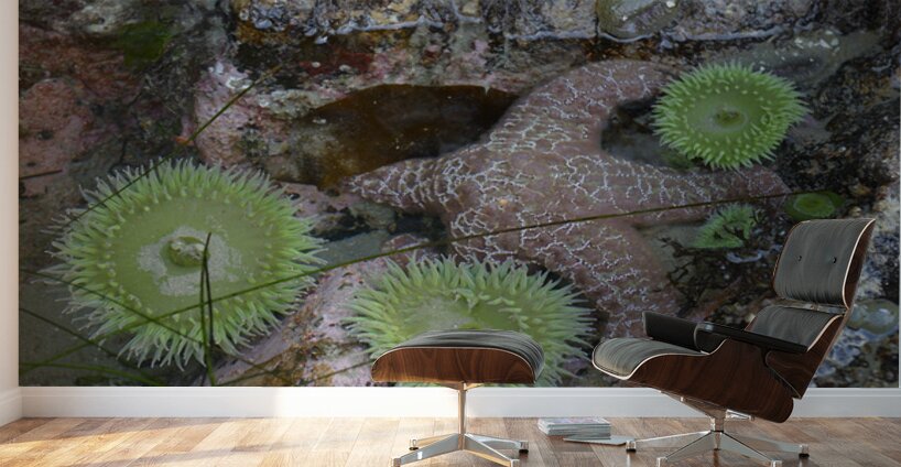 Anemones and eel grass in a tidepool Wall Murals