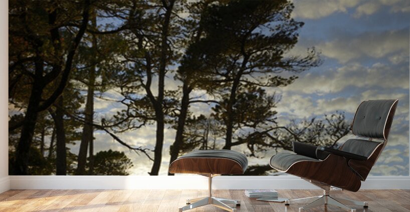 Gnarled trees at sunset Wall Murals