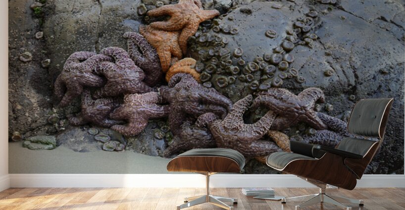 Sea stars on the rocks at Tonquin Beach Wall Murals