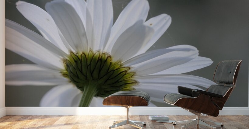 Daisy Cowichan Valley Vancouver Island British Columbia Canada Wall Murals