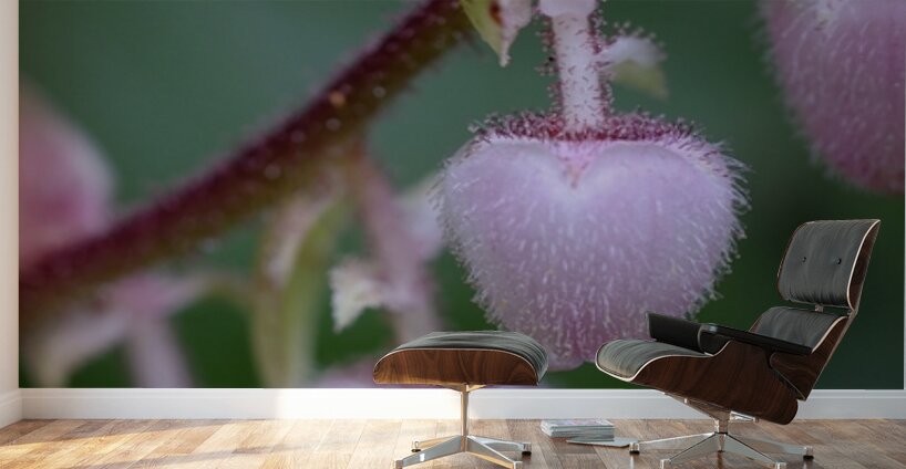 Salal Gaultheria shallon Cowichan Valley Vancouver Island British Columbia Canada Wall Murals