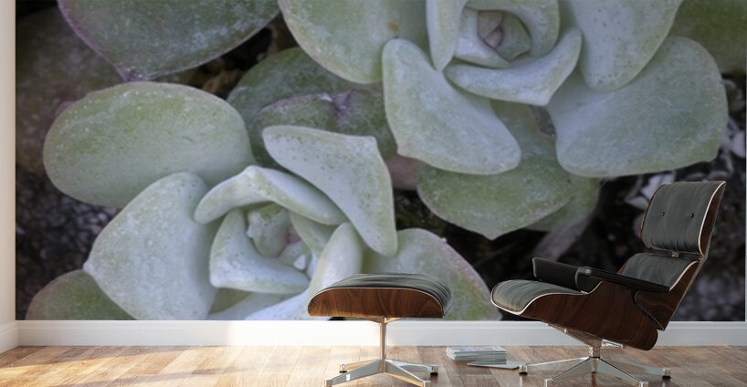 Broadleaf Stonecrop Collinsia parviflora Sedum spathulifolium Cowichan Valley Vancouver Island British Columbia Canada Wall Murals