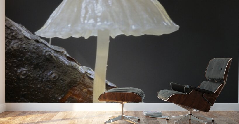 Small translucent mushroom on dead tree branch showing roots Wall Murals