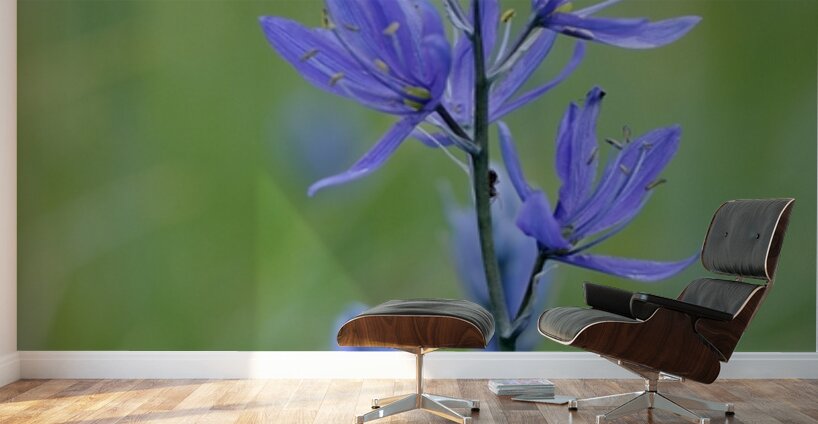 Common Camas Camassia quamash Cowichan Garry Oak Preserve Cowichan Valley Vancouver Island British Columbia. Wall Murals