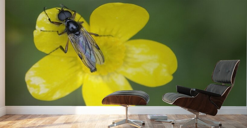 Buttercup Ranunculus Cowichan Valley Vancouver Island British Columbia Canada Wall Murals