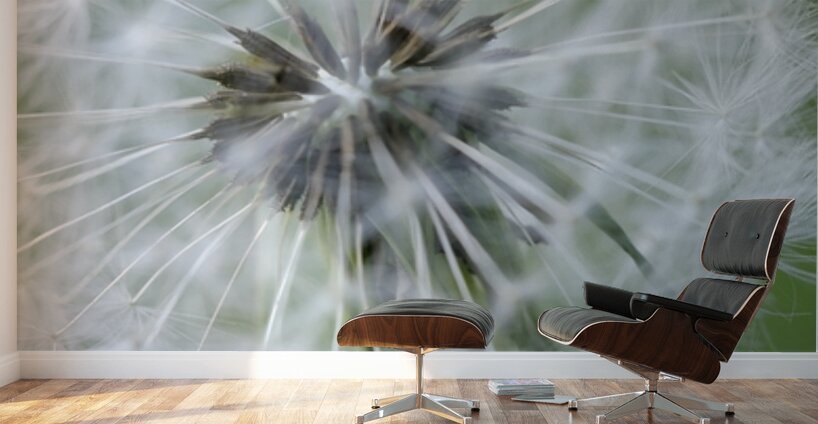 Dandelion Cowichan Valley Vancouver Island British Columbia Canada Wall Murals