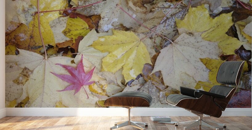 KO A04679 1 Wall Murals