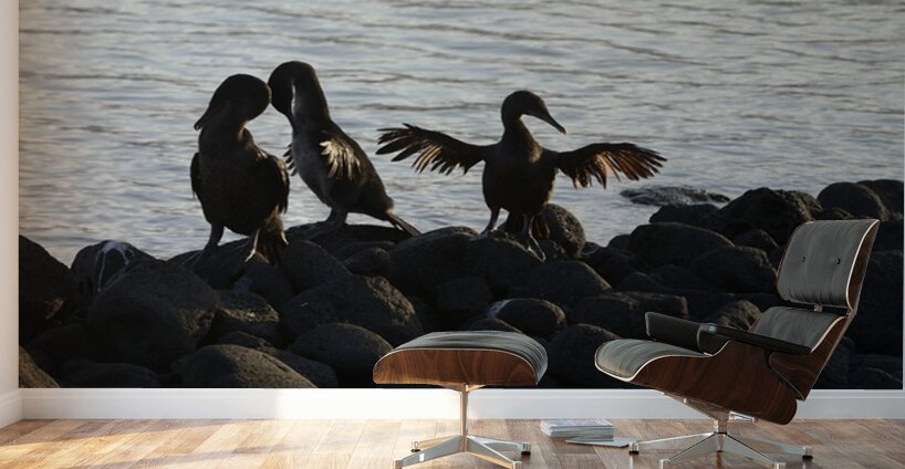 Flightless Cormorants Phalacrocorax harrisi stretching their wings Punta Espinosa Fernandina Island Galapagos Islands Ecuador Wall Murals