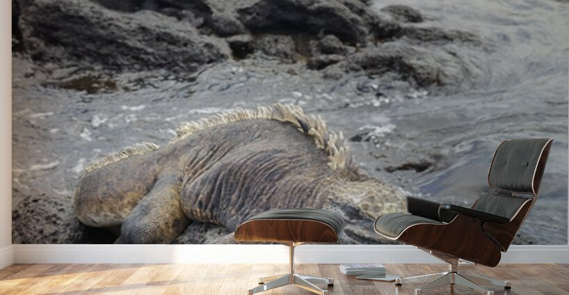Marine Iguana Amblyrhynchus cristatus Urbina Bay Isabela Island Galapagos Islands Ecuador Wall Murals