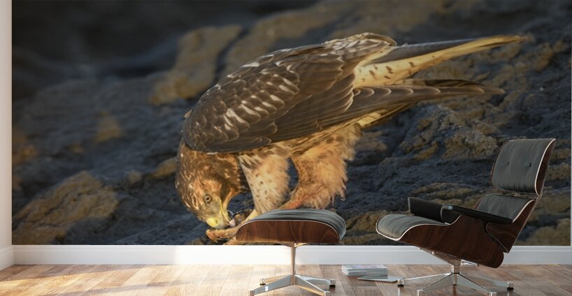 Galapagos Hawk Buteo galapagoensis eating a marine iguana Punta Espinosa Fernandina Island Galapagos Islands Ecuador
 Wall Murals
